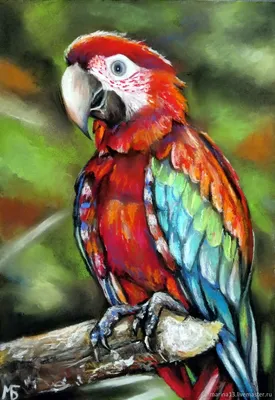 Попугай Ара — Фото №6002