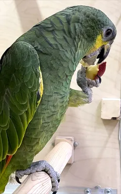 Большой, умный попугай Жако Алохвостый или Большой серый попугай  (ID#1631849265), цена: 29741.14 ₴, купить на Prom.ua