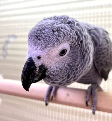 Кольчатый Александрийский попугай купить в Москве по доступным ценам из  питомника. Интернет зоомагазин Malinki ZooStore.