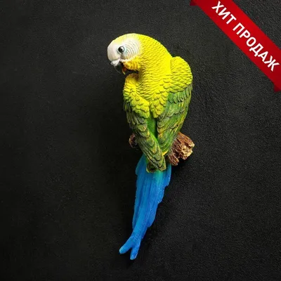 Попугай Амазон Венесуэльский купить в интернет-магазине AQUA-SHOP