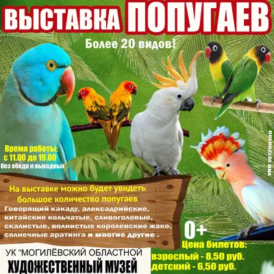 Сенегальский попугай - купить в Москве, цена 20000.00 руб - 'Зоо-Оазис'  экзотические животные и птицы.