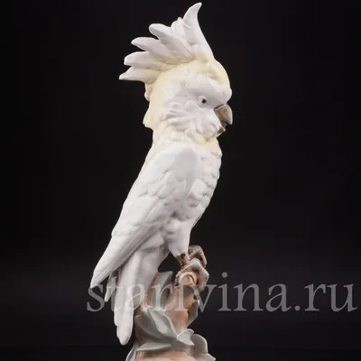 Александрийский попугай — купить в Красноярске. Корма на интернет-аукционе  Au.ru
