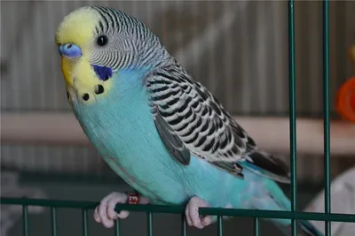 Сколько стоит попугай ара цена в рублях - «Фиджет»