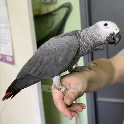 Кольчатый Ожереловый попугай зеленый купить в Москве по доступным ценам.  Зоомагазин Malinki ZooStore.