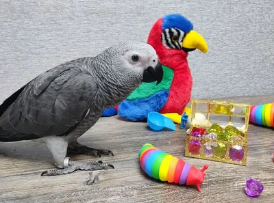 Игривый попугай Каик, попугай для разговора - каик оранжевоголовый: 699 $ -  Птицы Киев на Olx