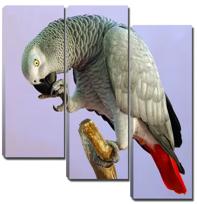 Ожереловый Кольчатый попугай голубого (синего) окраса (ID#4876393), цена:  4500 ₴, купить на Prom.ua