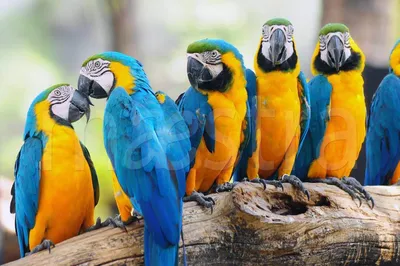 Главная - Papagoide Paradiis