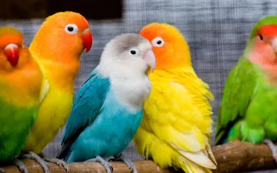 Попугаи - абсолютно ручные птенцы из питомника