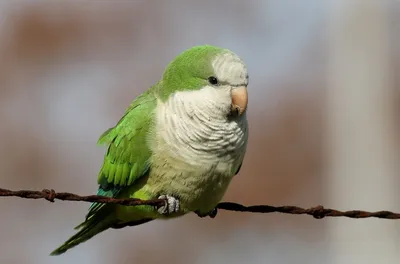 Неразлучники — описание, уход, фото попугаев