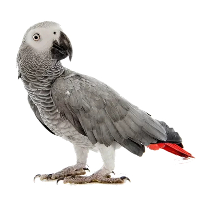 Ожереловый попугай: фото, уход и содержание, разведение и приручение  ожереловых попугаев | Блог зоомагазина Zootovary.com