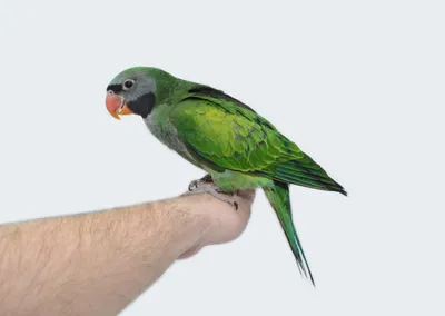 Ожереловые попугаи – особенности, размножение, содержание и уход, фото