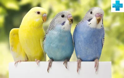 Попугаи разные виды: 2 000 $ - Птицы Одесса на Olx
