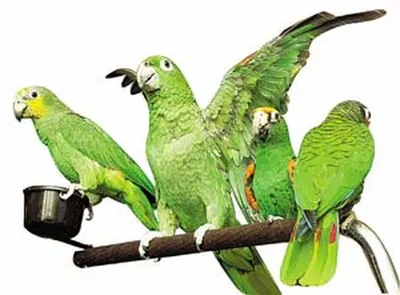 10 видов самых крупных попугаев | Попугай, Картинки, Домашние питомцы