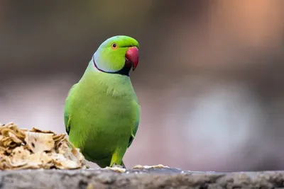 Попугай Волнистый Зеленый самец купить в интернет-магазине AQUA-SHOP