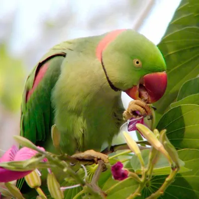 Самые красивые попугаи в мире ( + много ФОТО ) | Попугай, Разноцветные  животные, Красивые птицы
