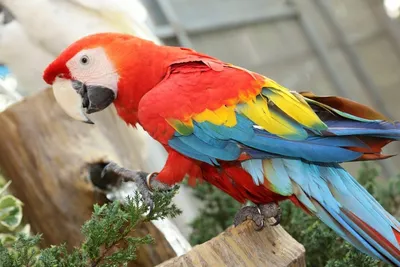 Купить волнистого попугая в Екатеринбурге | Цены в питомнике «Ворон»