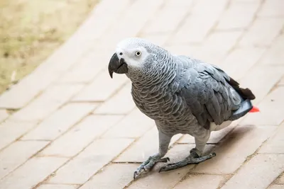 Почему попугаи так долго живут?