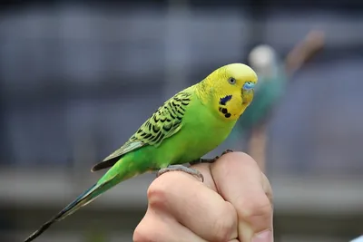 Купили попугая? Как подобрать корм для попугая и как его содержать - Птицы  обзор на Gomeovet
