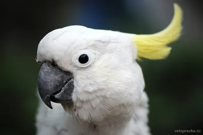 Во Вьетнаме попугай сдал своей хозяйке ее мужа-изменника | РБК Life