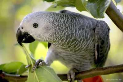 Ученые выяснили, кто из попугаев самый талантливый «говорун»
