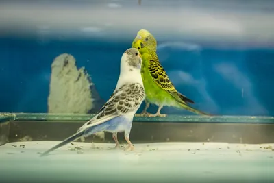 Возвращение попугая: бывшие супруги боролись за птицу в суде Алматы