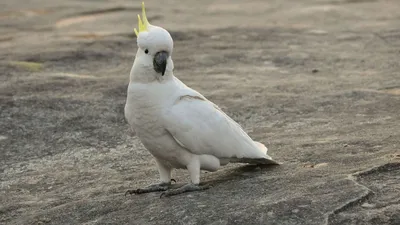 Сердитый попугай какаду стоковое фото. изображение насчитывающей  биографической - 64612524