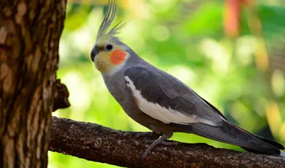 Попугай Какаду, белый, необычайной …» — создано в Шедевруме