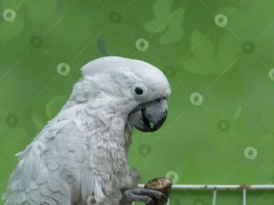 Попугай корелла – розовощекий певец. Описание и фото попугая корелла