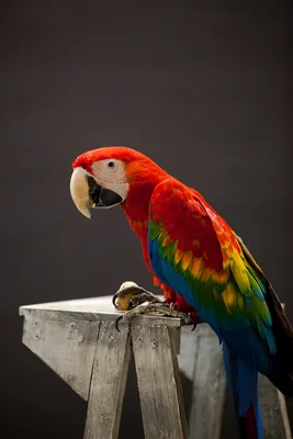 Большие 45 см белые перья попугай Какаду птица hello \"поза попугая модель,  украшение для дома и сада подарок s1912 | AliExpress