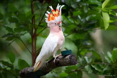 Белый Попугай Какаду — стоковые фотографии и другие картинки Без людей -  Без людей, Белый Зонт Cockatoo, Вертикальный - iStock