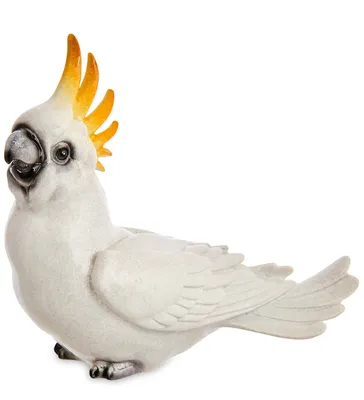 Попугай корелла | Пикабу
