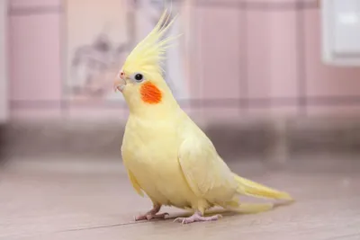 Белый попугай какаду фотография Stock | Adobe Stock