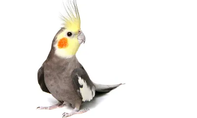 Попугай корелла — окрас, уход, питание - Parrotologia.com