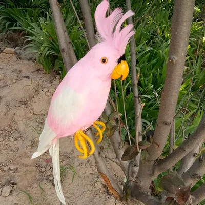 Попугай какаду в профиль