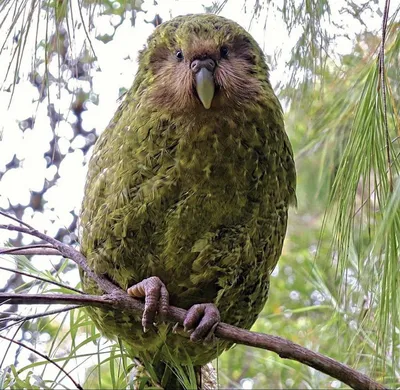 Какапо - единственный ныне живущий вид нелетающих попугаев | Пикабу