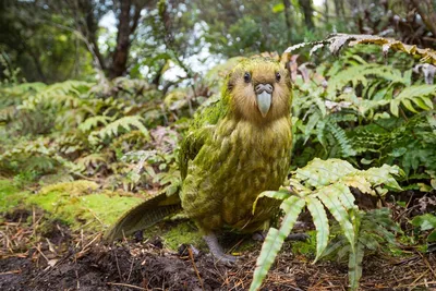 Reuters опубликовал умилительные фото птенцов самого толстого в мире попугая  какапо (фоторепортаж) | УНИАН