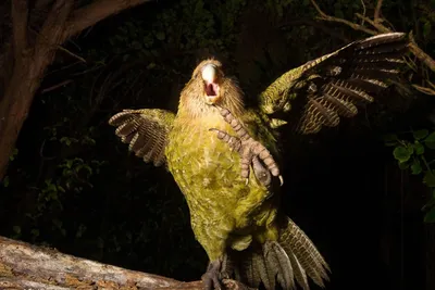 Какапо: нелетающий зеленый попугай из Новой Зеландии, фото и описание.  Симпатичная толстая птица.