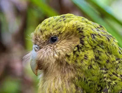 Самый толстый в мире попугай какапо | Фото | Общество | Аргументы и Факты