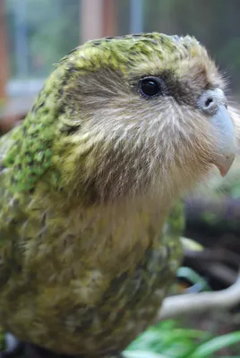 Впервые за 40 лет в Новой Зеландии выпустили в дикую природу четыре попугая  какапо - Recycle