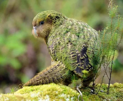 Спасти рядового Какапо: как орнитологи Новой Зеландии спасают исчезающий  вид совиного попугая | Пикабу