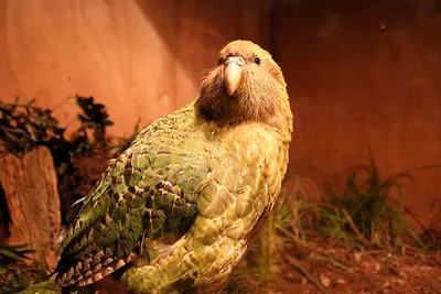 Какапо: Самый редкий попугай | Книга животных | Дзен
