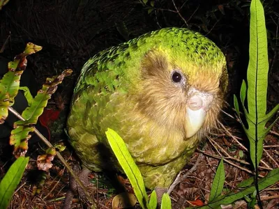 Нелетающий попугай какапо стал птицей года в Новой Зеландии: как выглядит