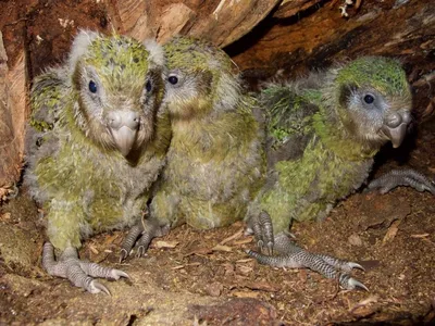 Какапо - нелетающий попугай из Новой Зеландии (26 фото) | Kakapo, Ugly  animals, Pet birds