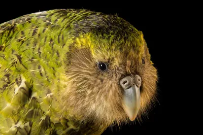 Какапо – ароматный, совиный попугай | DieTierwelt | Дзен