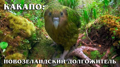 В Новой Зеландии спасают вид самых толстых попугаев в мире - ФОКУС