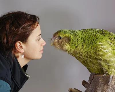 Какапо — самые толстые в мире попугаи | Пикабу