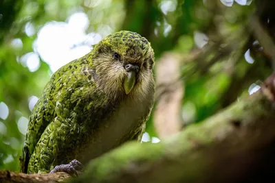 Самый милый и толстый попугай будет жить! Ученые считают, что какапо не  грозит генетическое вырожден / Новая Зеландия :: какапо :: фото ::  длиннопост :: страны :: попугай (попуг) :: всё хорошо ::