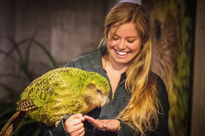 Какапо — самый большой и единственный нелетающий попугай на планете | Мир  за окошком | Дзен