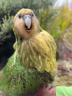 Спасти рядового Какапо: как орнитологи Новой Зеландии спасают исчезающий  вид совиного попугая | Пикабу
