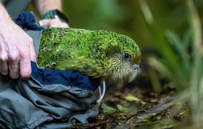 Любители птиц - У самых редких (и странных) попугаев вылупилось более 70  птенцов, и это абсолютный рекорд. В необычайно длительный сезон размножения  #какапо в Новой Зеландии в 2019 году вылупилось рекордное количество
